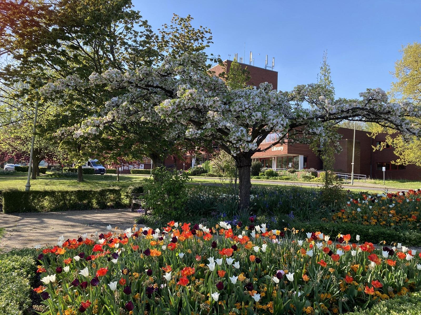 Orange and white flowers with a blossom tree above it, with the WGC library in the background